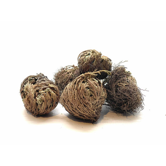 Dim Gray Jericho Flower