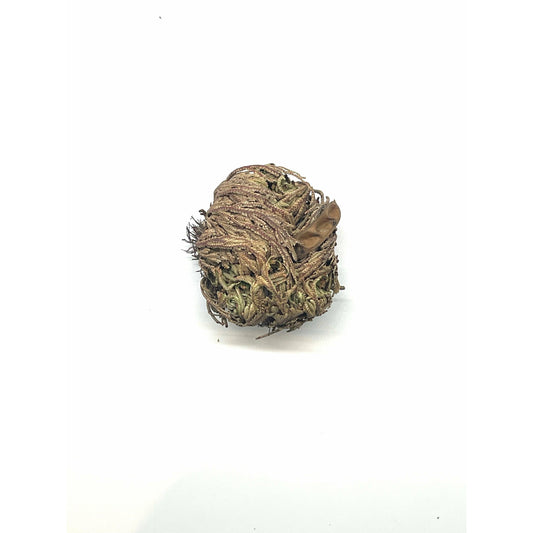 Beige Jericho Flower