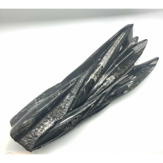 Dark Slate Gray Orthoceras Large Sculpture