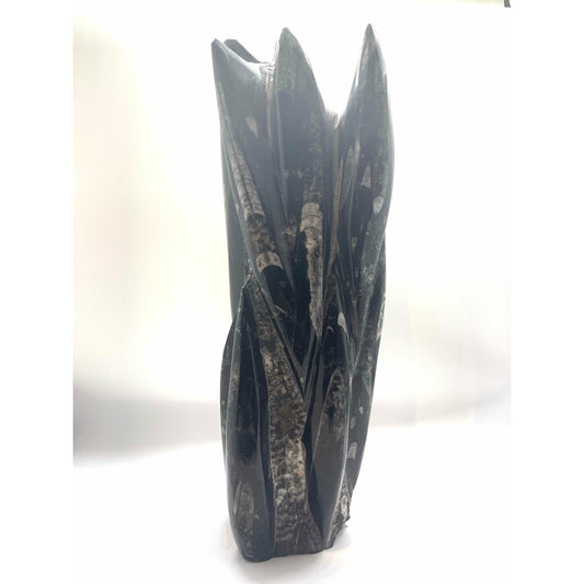 Beige Orthoceras Large Sculpture