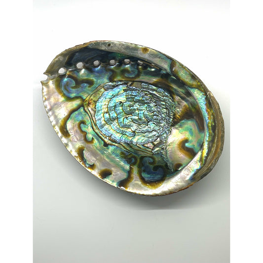 Light Gray Abalone Shell