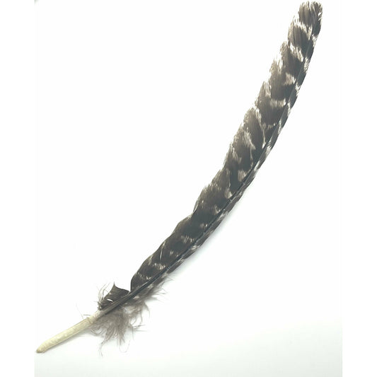 Dim Gray Feather