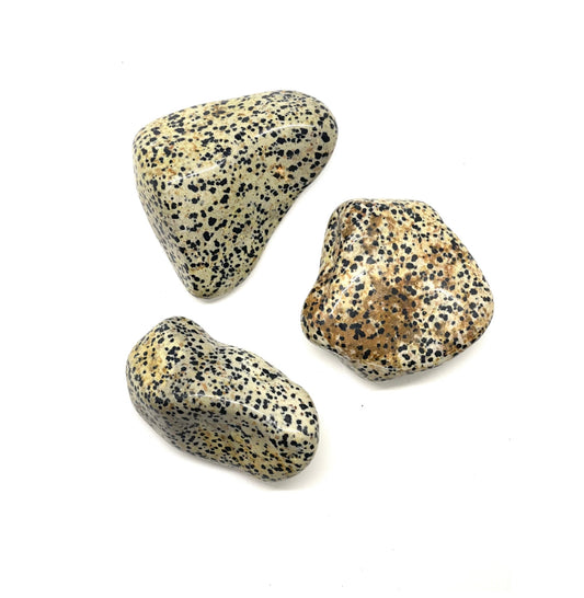 Dalmatian Jasper Tumbled Stone *Jumbo*